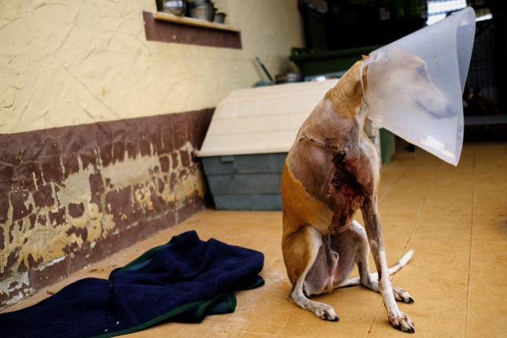 El parlamento español deja a los perros de caza fuera de la reforma de los derechos de los animales antes de la carrera electoral