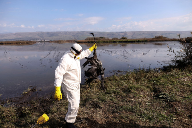La gripe aviar mata a miles de grullas en el peor desastre de vida silvestre de Israel