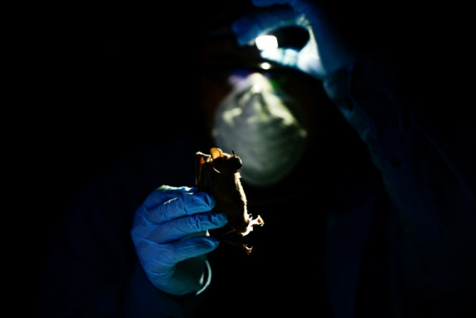 El investigador Omar García trabaja con un murciélago durante una investigación sobre enfermedades de animales a humanos en la selva de Yucatán en México.