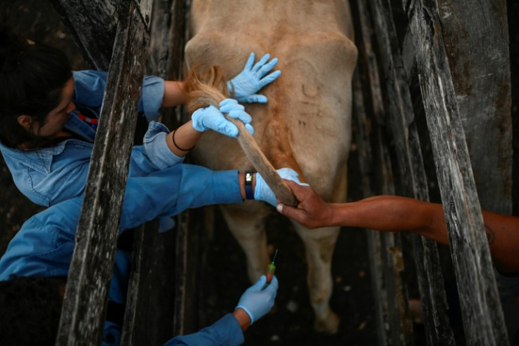 Investigadores en México extraen sangre de una vaca como parte de sus esfuerzos para prevenir la próxima pandemia potencial