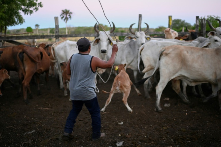 Los expertos dicen que la agricultura y la deforestación aumentan el riesgo de contacto entre la vida silvestre, los animales domésticos y los humanos.