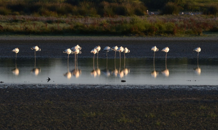 El Parque Nacional de Doñana alberga uno de los humedales más grandes de Europa