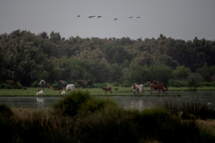 El parque se encuentra en la ruta migratoria de millones de aves.