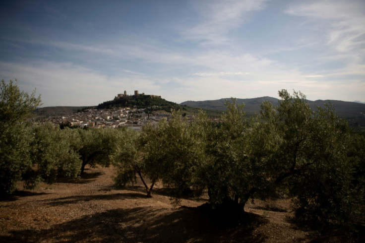 Muchos agricultores andaluces temen que se repita la desastrosa cosecha de aceitunas del año pasado