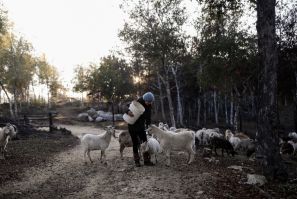 Cómo las cabras extintoras de Chile salvaron un bosque nativo de incendios mortales