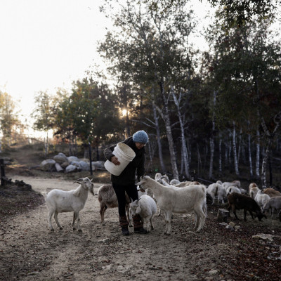 Cómo las cabras extintoras de Chile salvaron un bosque nativo de incendios mortales
