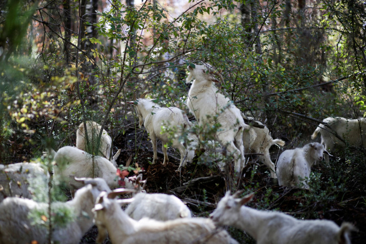 Cómo las cabras extintoras de Chile salvaron un bosque nativo de incendios mortales