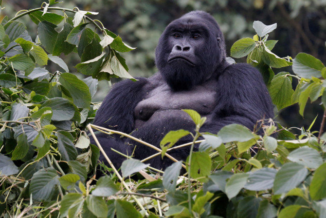 Un gorila de alta montaña de espalda plateada en peligro de extinción de la familia Sabyinyo descansa sobre los árboles dentro del bosque en el Parque Nacional de los Volcanes cerca de Kinigi