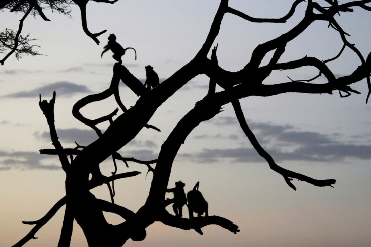 Los babuinos de oliva se sientan en un árbol al atardecer en el Parque Nacional de Amboseli