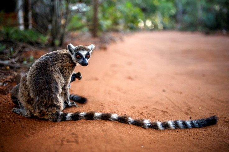 Lémures en la Reserva Berenty en la provincia de Toliara