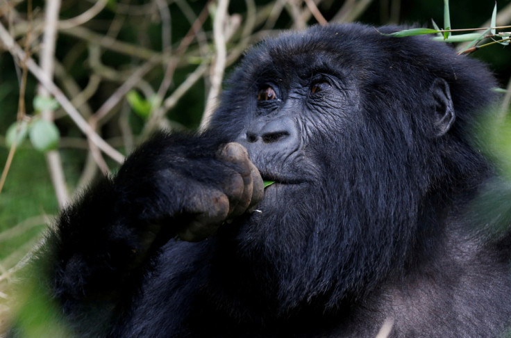 Un gorila de alta montaña en peligro de extinción de la familia Sabyinyo come dentro del bosque dentro del Parque Nacional de los Volcanes cerca de Kinigi