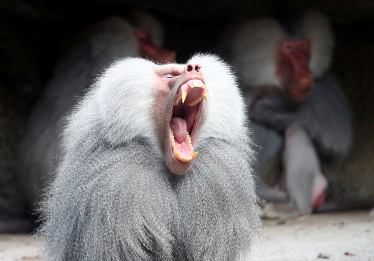 Un babuino bosteza en su recinto mientras se sienta al sol en el zoo Hellabrunn de Múnich.