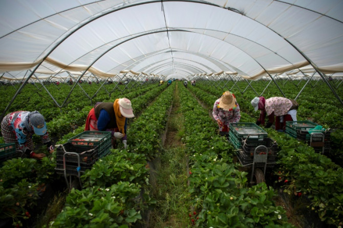 Recolectores de fresas trabajando en un invernadero en Ayamonte, Huelva
