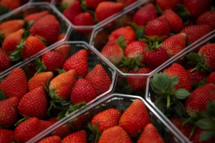 Las cifras muestran que Huelva produce anualmente 300.000 toneladas de fresas, lo que representa más del 90 por ciento de la producción total de España, y la industria genera 100.000 empleos directos