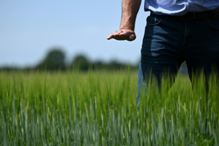 El granjero Lars Jonsson muestra qué tan alta debe ser la cebada en su granja