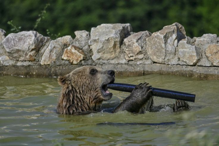 Un oso pardo se refresca en una piscina en el santuario de osos cerca de la aldea de Mramor en Kosovo.