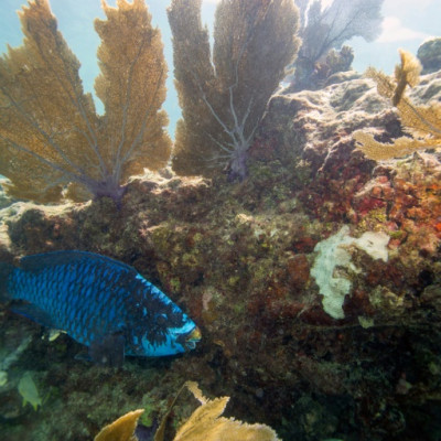 Un pez loro nada alrededor de un arrecife de coral en Key West, Florida; Alrededor del 25 por ciento de todas las especies marinas se encuentran en o alrededor de estos hábitats.