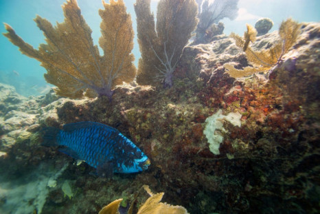 Un pez loro nada alrededor de un arrecife de coral en Key West, Florida; Alrededor del 25 por ciento de todas las especies marinas se encuentran en o alrededor de estos hábitats.