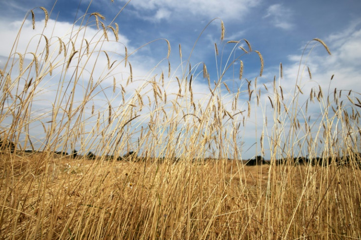 Alrededor de una cuarta parte de toda la tierra agrícola está certificada como orgánica en Austria